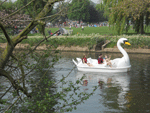 A swan boat
